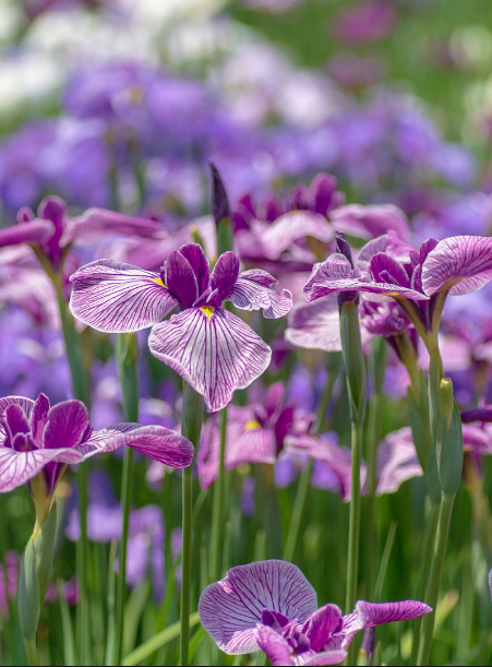 Apothecary - Iris Collection