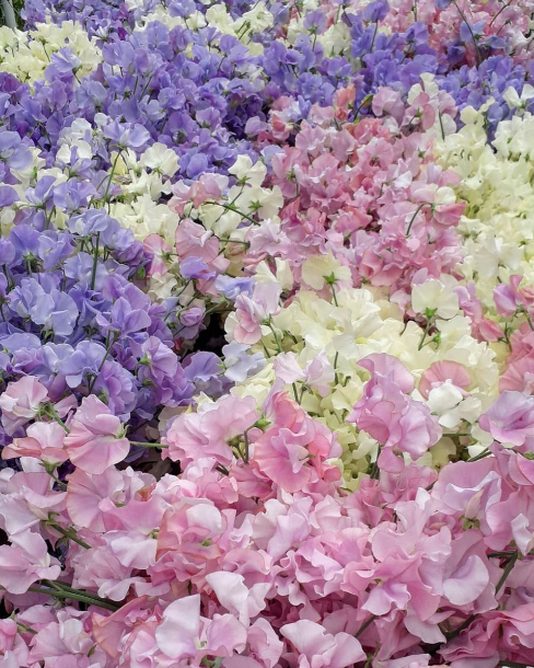 Laundry - Sweet Pea Collection