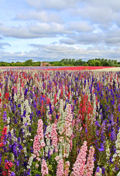 Cleaning - Delphinium Collection